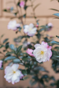 Flowers, Hello It's LOH
